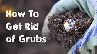 How to Get Rid of Grubs