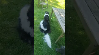 dog wags tail then hits his head