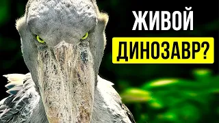 6 доисторических существ, которые каким-то образом до сих пор существуют