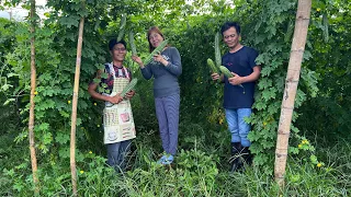 Tips sa pagtatanim ng ampalaya mula sa mga Farmer ng Lipa Batangas