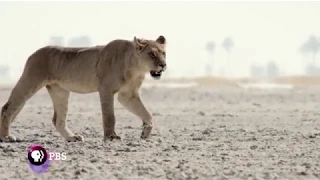 Nature: Okavango River of Dreams Ep 3 Inferno PREVIEW