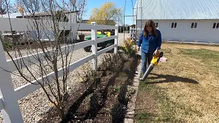 Pruning My Coralberry & Flower Bed Maintenance! ✂️💚 // Garden Answer