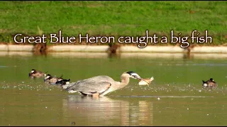 Great Blue Heron caught a big fish