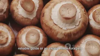 Edible vs Poisonous: A Mushroom Guide