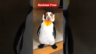 Собаки в костюмах пингвинов | Весёлая Утка