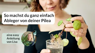 Pilea (Pfannkuchenpflanzen): Wie du ganz einfach Ableger machen kannst