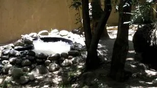 Giant River Otters at the Los Angeles Zoo