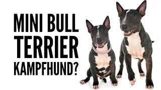 Sind Mini Bullterrier Listenhunde / Kampfhunde? | Rasse Beschreibung by Vitomalia