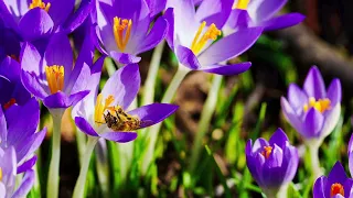 Ein Februartag im Wittelsbacherpark