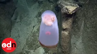 Spooky! Jellyfish Deep-Sea Dance Caught On Camera