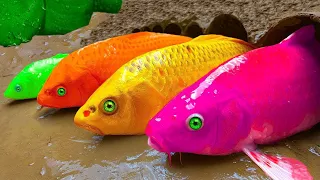 Colorful Koi Fish and Gold Crocodile underground - Funny Stop Motion ASMR Primitive Cooking 4K