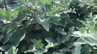 Organic Farm on Rooftop