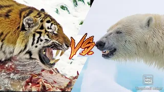 Амурский Тигр vs Белый Медведь!