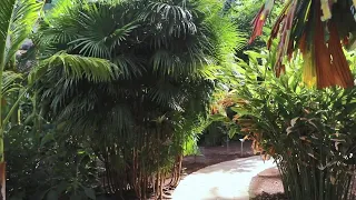 One of the Most Beautiful Palm Tree Collections in the World