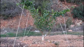 Doblar ramas de injertos de un año en cítricos