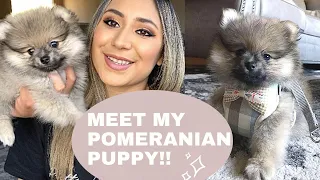 Meet My Pomeranian Puppy/ Puppy Haul!!!