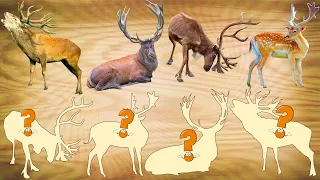 CUTE ANIMALS Red Deer, Reindeer, Wild Elk 귀여운 동물 붉은 사슴, 순록, 야생 엘크