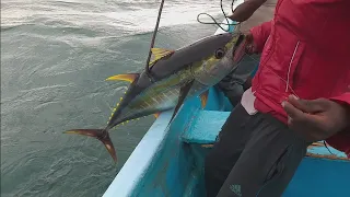 giant yellowfin tuna in Indian Ocean for handline fishing # fishing video