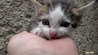 Amazing rescue a baby kitten before and after (Momo)