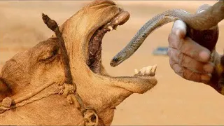 ¡Por ESTE MOTIVO los camellos se alimentan de serpientes vivas!