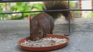 Tagträume🐿️Beschwingt und Geknuspert