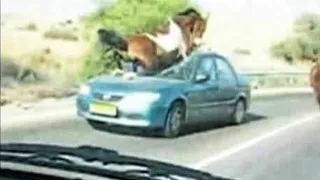 Car vs Animal Compilation #2