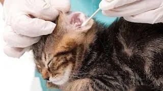 How to Groom a Cat's Eyes, Nose & Ears | Cat Care