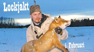 Rävjakt 🦊 | Lyckad!