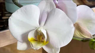 Орхидеи сюрпризы! Покупаю отцветашки, набираюсь терпения и любуюсь неожиданностями!