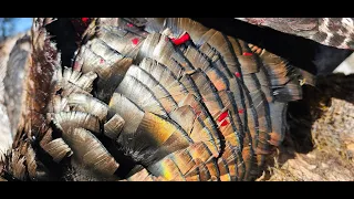 Oregon Turkey Hunting With Recurve Bow