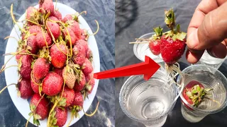New ldea: No Need To Any GardenTo Grow Strawberries Plants From Strawberries Fruit In Water