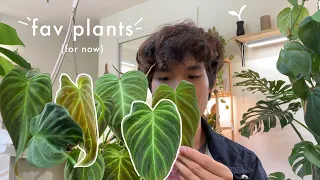 My Top 10 Houseplants (for now lol) | may 2021