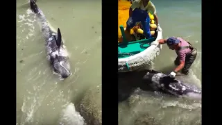 Terrified Dolphin Throws Himself At Ric O'Barry's Feet To Escape Hunters