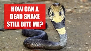 Can A Dead Snake Still Bite Me? Science Explains!