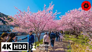 Japan Cherry Blossoms 2023 - Best Early Sakura near Tokyo - 4K HDR - 3 hours