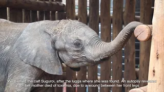 Rescue of Orphaned Elephant Suguroi | Sheldrick Trust