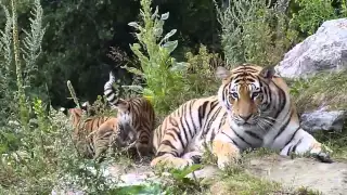 Амурская тигрица с двумя тигрятами