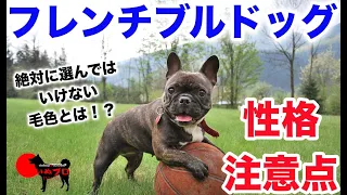 フレンチブルドッグの性格　飼う前に知っておいてほしい注意点　PSDドッグサポートセンター　いぬプロ　inupro　子犬　飼い方　パピー　トレーニング　しつけ　教育