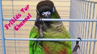 Сage for a parrot green-cheeked conure (Pyrrhura molinae) Review