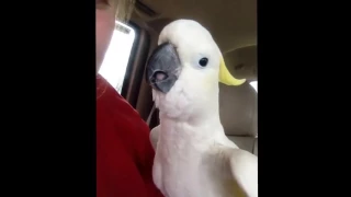 Попугай террорист parrot isis