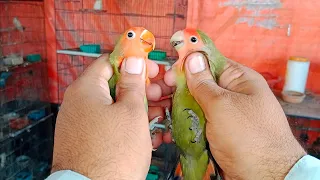 Lovebirds Me KHACHAR  Breed Karte Hai Aur Nikalte Kaise Hai Aur  kya Pehchan Hai Sab Is Video Me