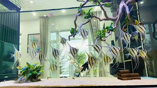 The Cleanest Angelfish Aquarium in my living room | Most Beautiful Angelfish Tank