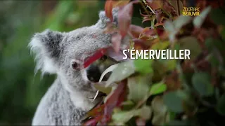 Zoo Parc de Beauval - réouverture "s'émerveiller, partager un moment fort" Pub 20s