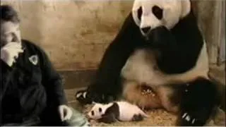 panda parody