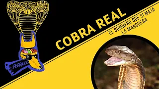 Cobra Real. Todo rey se come a sus subditos| Ep 45 | CULTURA COLMILLUDA