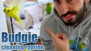 Budgie cleaning routine