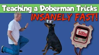 How to Teach Tricks to a Doberman Insanely Fast