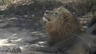 África do Sul apresenta plano que visa acabar com a criação de leões em cativeiro para caça | AFP
