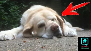 Dog was sad because his owner left him years later he decides to look for him & then...