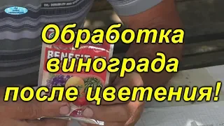 Очень важная обработка винограда ПОСЛЕ цветения!!!